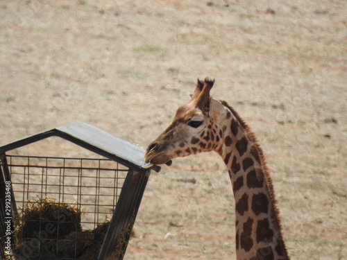 giraffe eating at the zoo