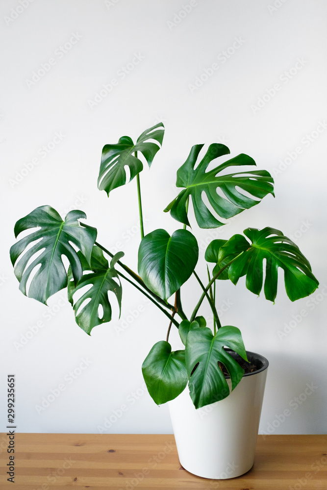 Beautiful monstera flower in a white pot stands on a wooden table on a white background. The concept of minimalism. Hipster scandinavian style room interior. Empty white wall and copy space.