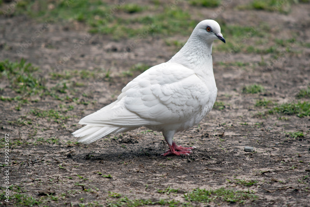 this is a side view of a white dove this is a side view of a white dove