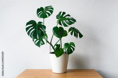 Beautiful monstera flower in a white pot stands on a wooden table on a white background. The concept of minimalism. Hipster scandinavian style room interior. Empty white wall and copy space. photo
