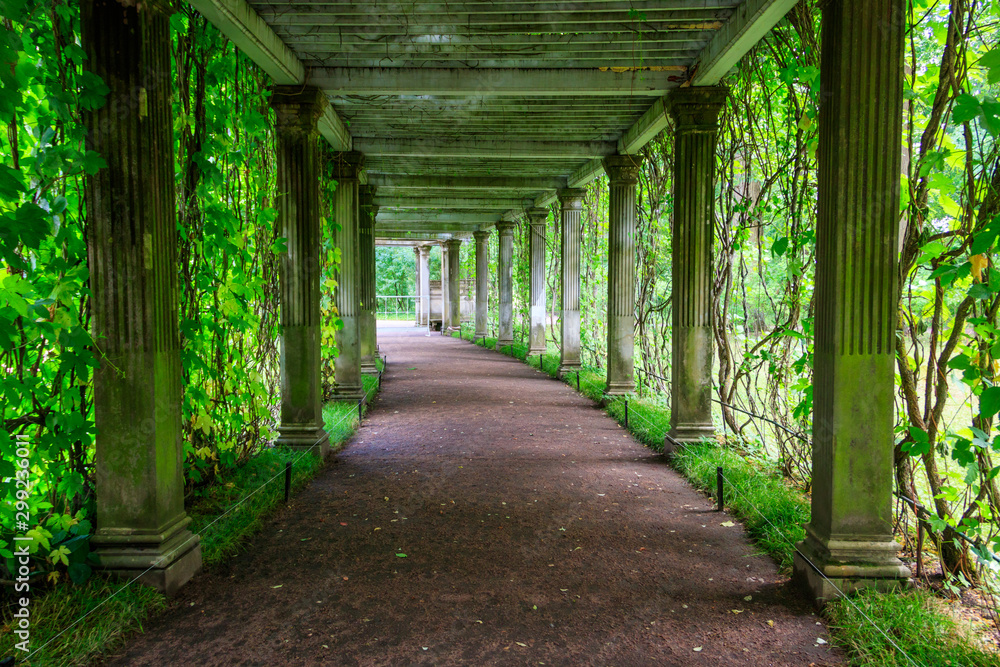 Old pergola-veranda 1865 in the Italian style twined with wild grapes at the Catherine Park in Tsarskoye Selo, Pushkin, Russia Old pergola-veranda 1865 in the Italian style twined with wild grapes at the Catherine Park in Tsarskoye Selo, Pushkin, Russia