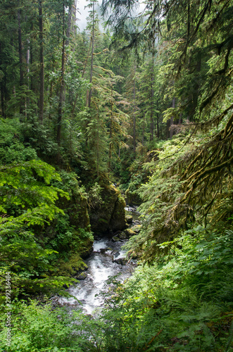 stream through temperate rain forest