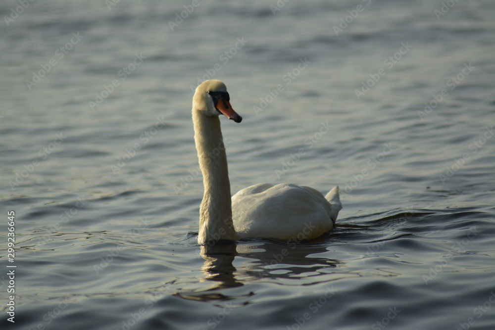 Obraz premium Schwan