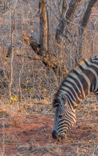 A zebra isolated in its natural habitat in the late afternoon sun image in vertical format with copy space
