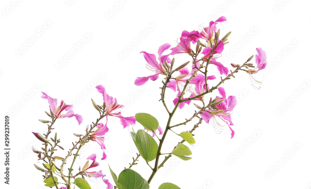 Closeup Hong Kong Orchid Flower or Bauhinia with a green leave isolated on white Closeup Hong Kong Orchid Flower or Bauhinia with a green leave isolated on white