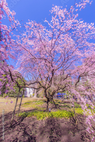 枝垂れ桜と晴天の青空