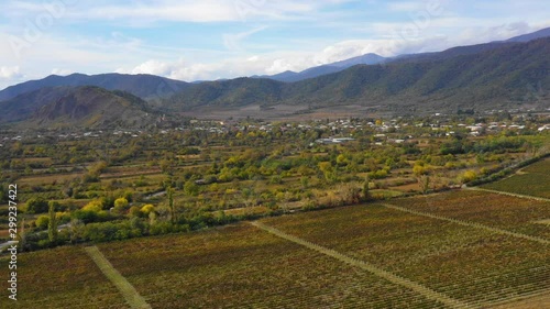 Vineyards in Kakheti, Georgia country. Near Shilda village. Autumn. In the evening. Sunset photo