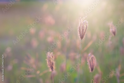 Close up flower grass