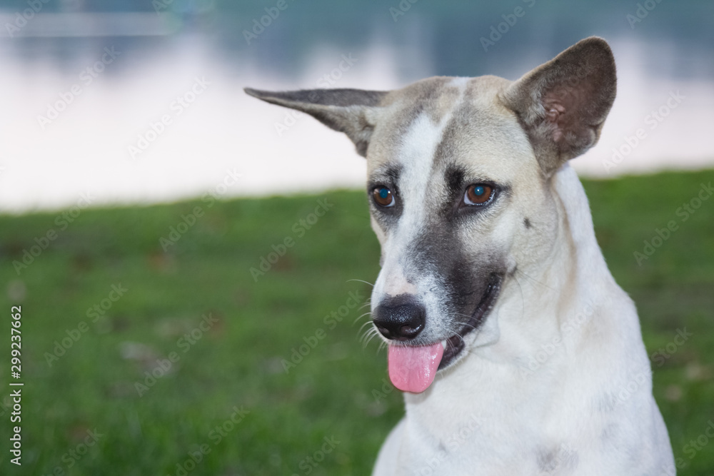 White thai dog gazing something in the park White thai dog gazing something in the park