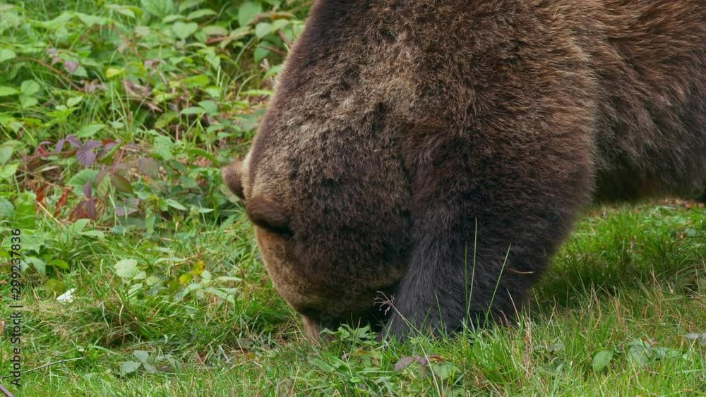 Brown bear (Ursus arctos) eating grass Brown bear (Ursus arctos) eating grass