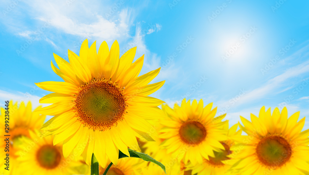 Field of blooming sunflowers at bright blue sky