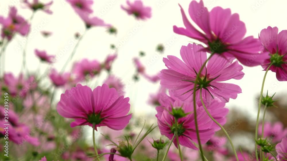 Cosmos flowers waving in the wind. 4K Cosmos flowers waving in the wind. 4K