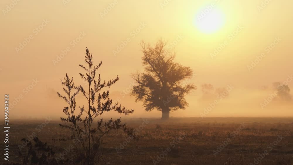 Shot of morning mist over open field at sunrise. Trees in the fog. Magic autumn morning. Shot of morning mist over open field at sunrise. Trees in the fog. Magic autumn morning.