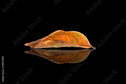 Dry leaf reflection on black background
