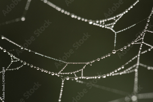 Spider net with water drops, morning dew