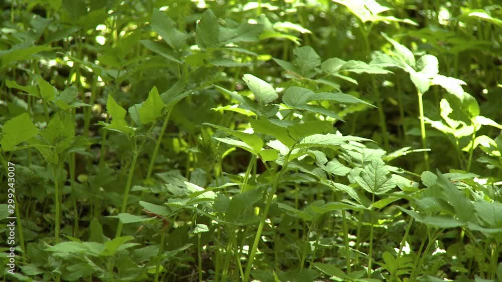 Handheld, medium close up shot of green plants and leaves in thick woods area. Handheld, medium close up shot of green plants and leaves in thick woods area.
