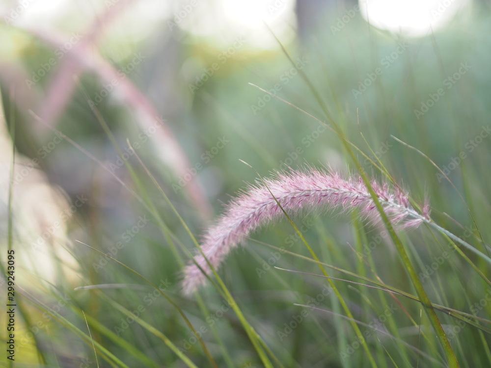 Obraz premium GRAMINEAE brown color flower grass Axillary and branched Inflorescence set on a long stalk. Consisting of a large number of purple sub-flowers appearance is not very fluffy nature background