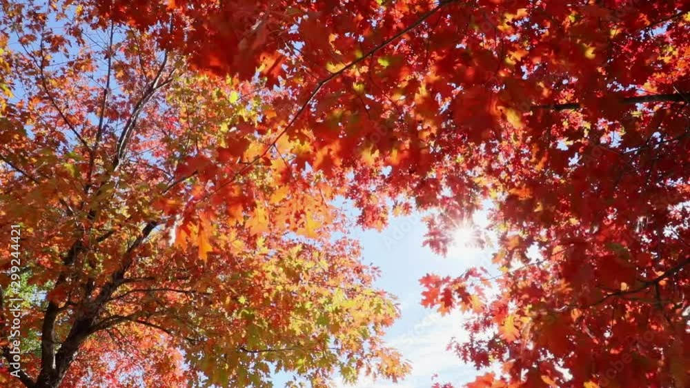 Multi colored tree leaves in autumn on sunny sky, fall colors in sunlight, high dynamic range video capture hdr