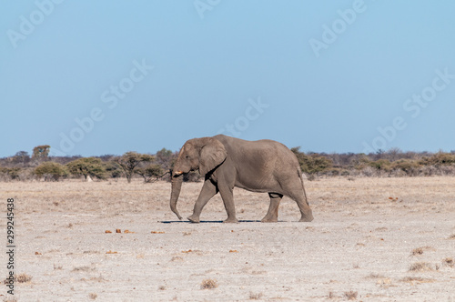 One big male African Elephant -Loxodonta Africana- walking down the plains of Etosha National Park.