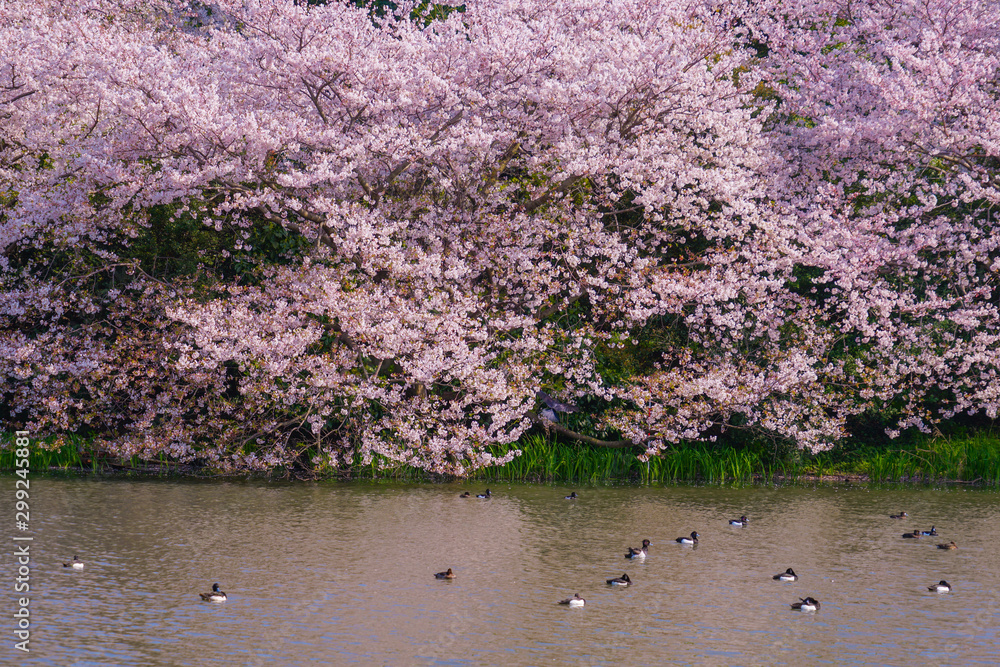 満開の桜と日本庭園 満開の桜と日本庭園