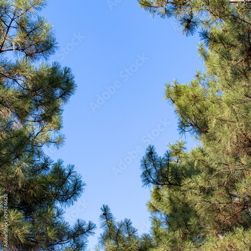 Christmas tree branches and needles on a background of blue sky.