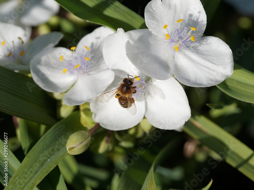 (Apis mellifera) Honey bee extracting and collecting nectar from a Virginia spiderwort