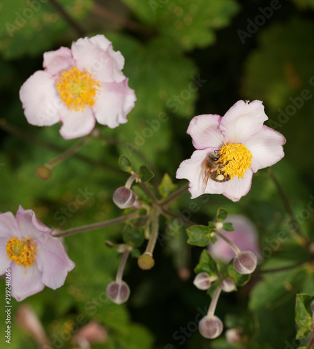 (Apis mellifera) Honey bee extracting and collecting nectar from a Japanese anemone