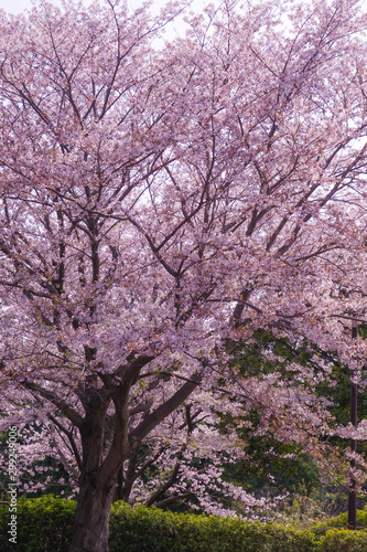 本牧山頂公園の満開の桜（横浜市）
