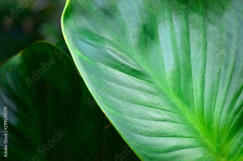 Beautiful green leaves Natural in the garden that looks fresh and comfortable to the eyes