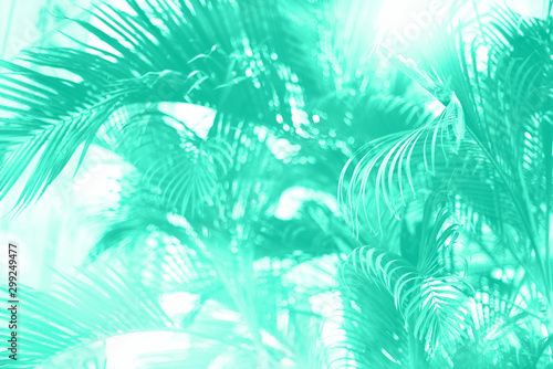 Palm trees over sky. Summer, holiday and travel concept. Palm branches with sun light effect. Trendy mint color background for design. Trendy green and turquoise color. Tropical jungle view