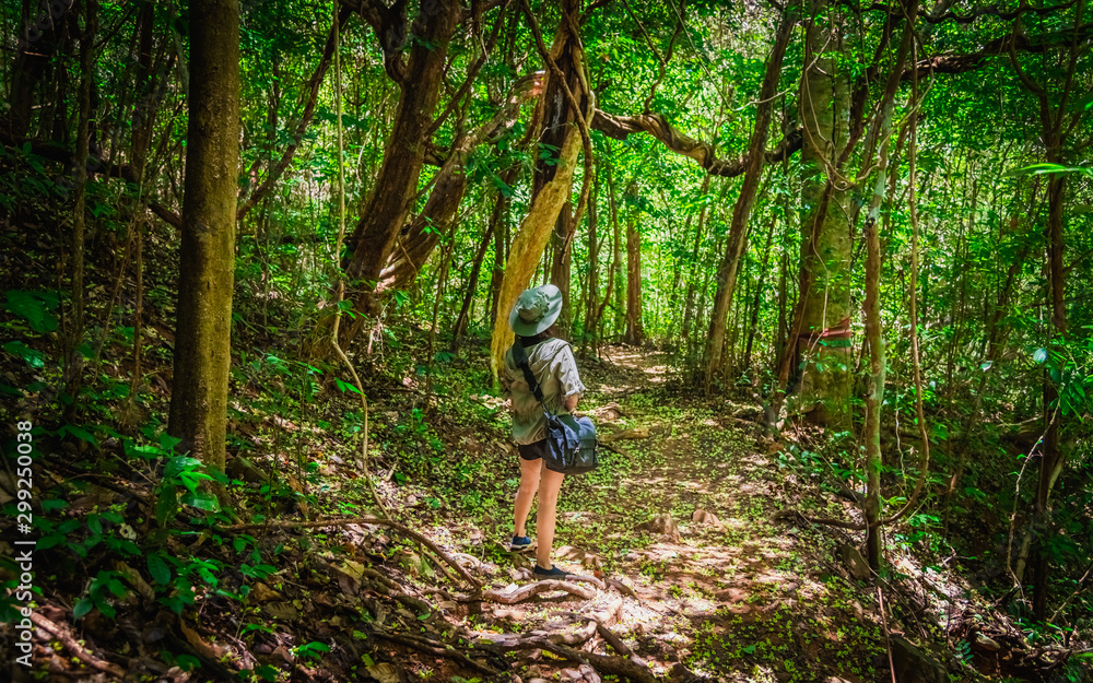 Outdoor activity lifestyle traveler woman walking in deep tropical jungle rain forest, Adventure nature tourist travel Thailand summer holiday vacation trip, Tourism beautiful destination place Asia