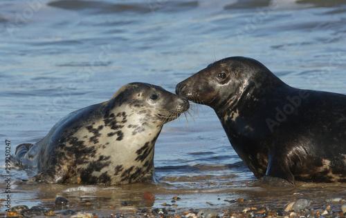 Two beautiful Grey Seals, Halichoerus grypus, lying on the shoreline during breeding season.