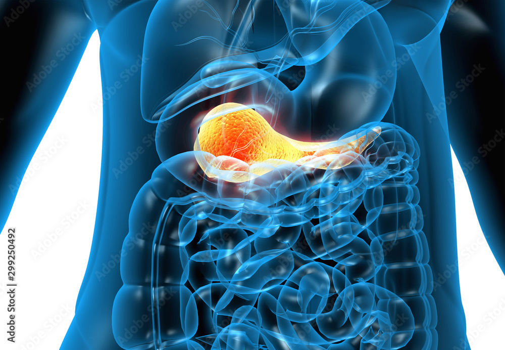 Human Pancreas Anatomy 3d illustration Stock Illustration Biology Diagrams