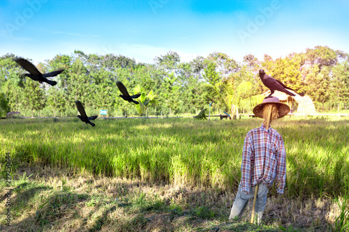 Tela scarecrow and crow on  rice field background