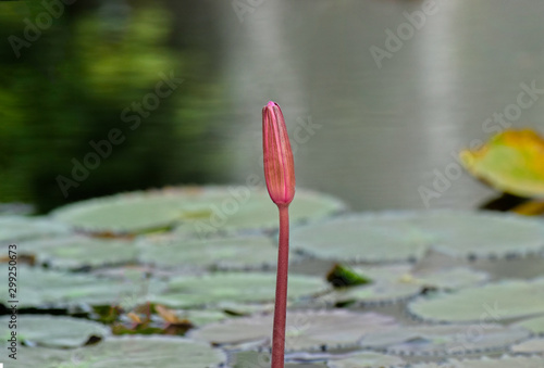 Lotus flower planted in the pond That has begun to bloom With beautiful colors And natural © Diamon jewelry