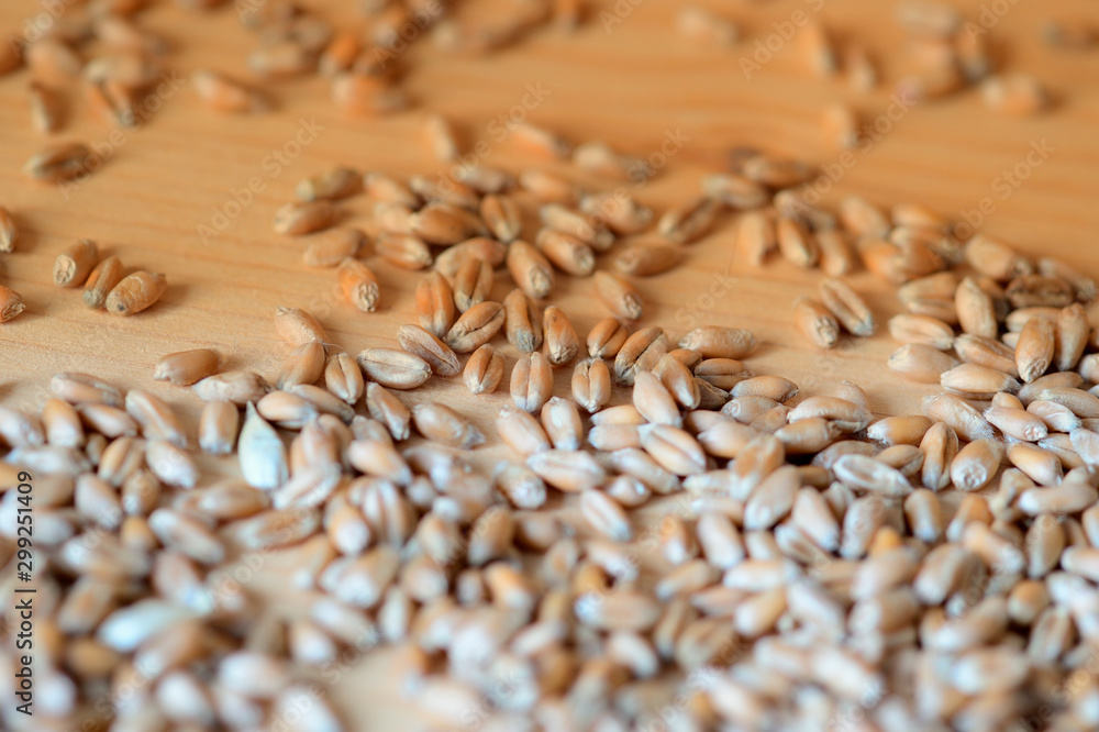 Obraz premium Wheat grains scattered on a wooden surface close-up. Toned background