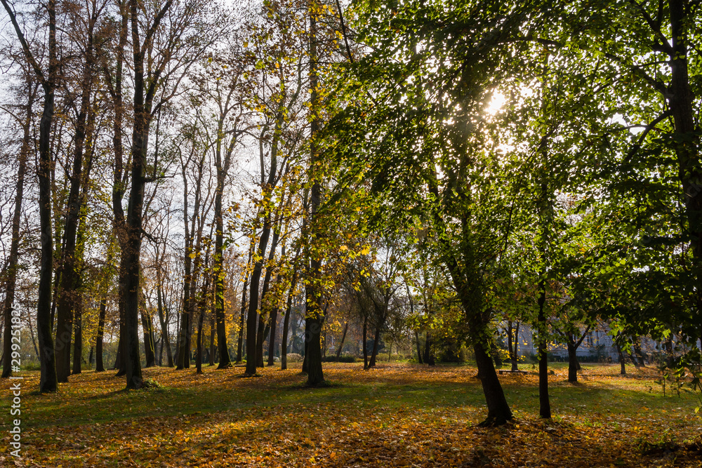 Fototapeta premium Jesień w Parku Lubomirskich, Białystok, Podlasie, Polska
