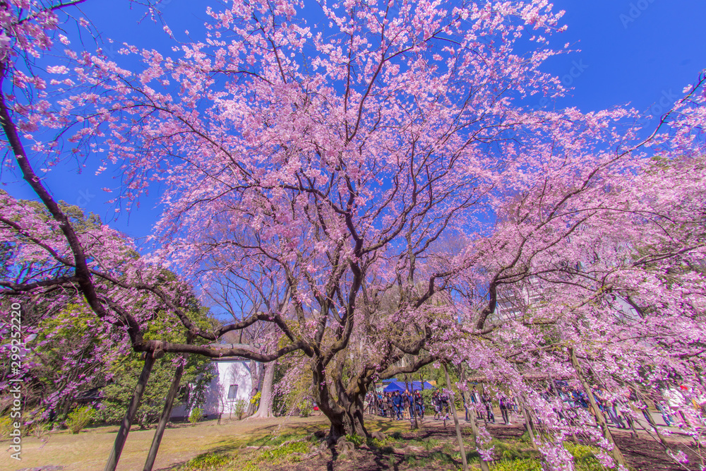 枝垂れ桜と晴天の青空