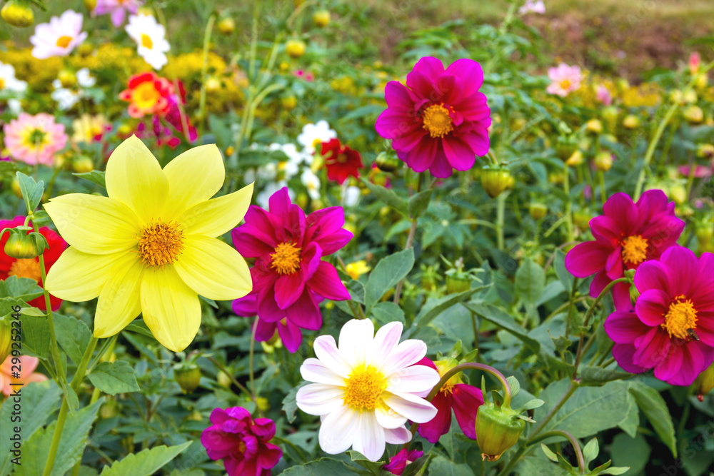 Closeup yellow cosmos flowers Closeup yellow cosmos flowers