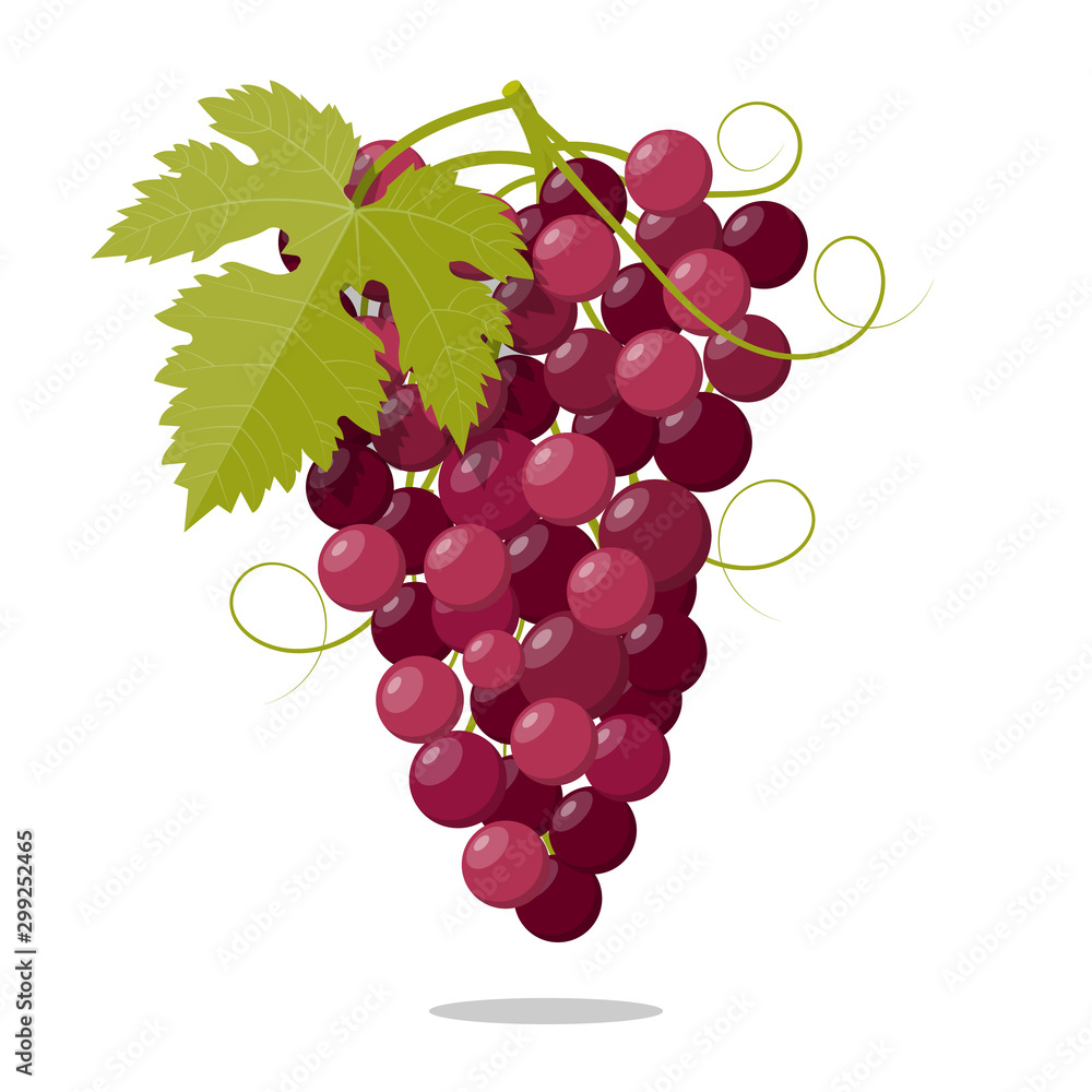 Fototapeta premium Grapes Roze vine Fruit Illustration Icon Vector