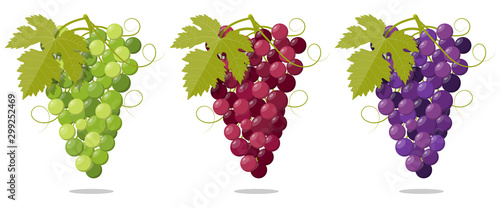 Set Fresh bunch of grapes purple White and Rose icon on white background. illustration in flat style Vector