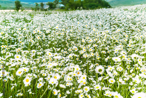 Chamomile field at overcast sunset