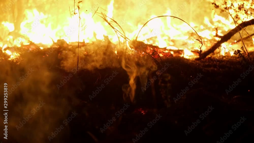 What The Amazon Fires Mean For Wild Animals