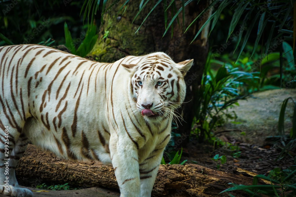 Obraz premium ジャングルに佇むホワイトタイガー
