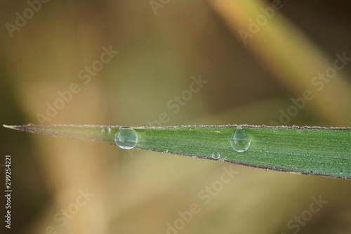 Macro photo of dew in the green leaf. Macro bugs and insects world. Nature in spring concept.