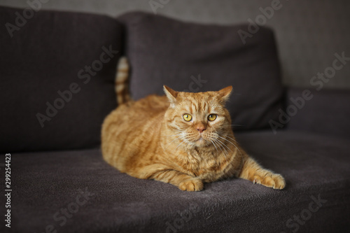 big red fat cat lies on the sofa, dark tone © natalialeb