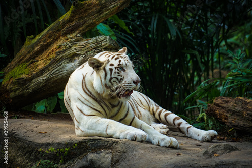 Fototapeta Naklejka Na Ścianę i Meble -  ジャングルに佇むホワイトタイガー