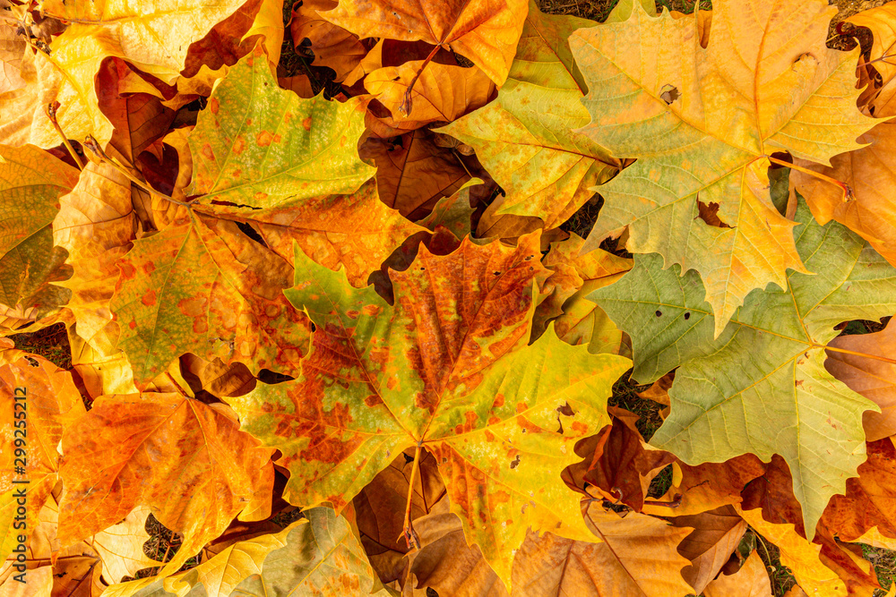 colorful autumn leaves background colorful autumn leaves background
