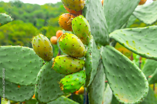 Prickly pear cactus with green fruits close-up