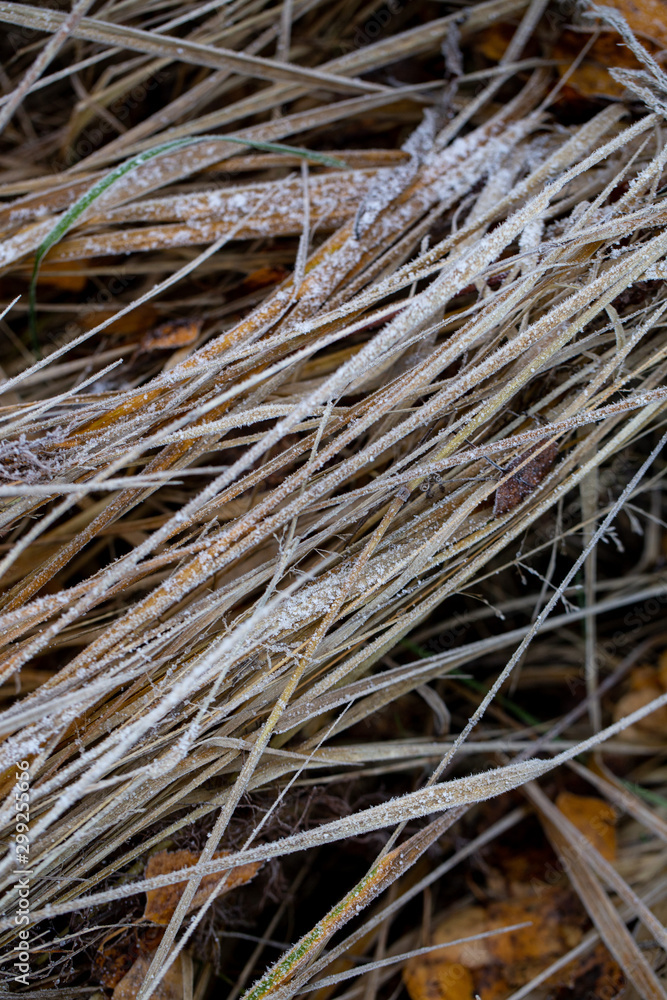 Background of autumn leaves in the frost to october or november